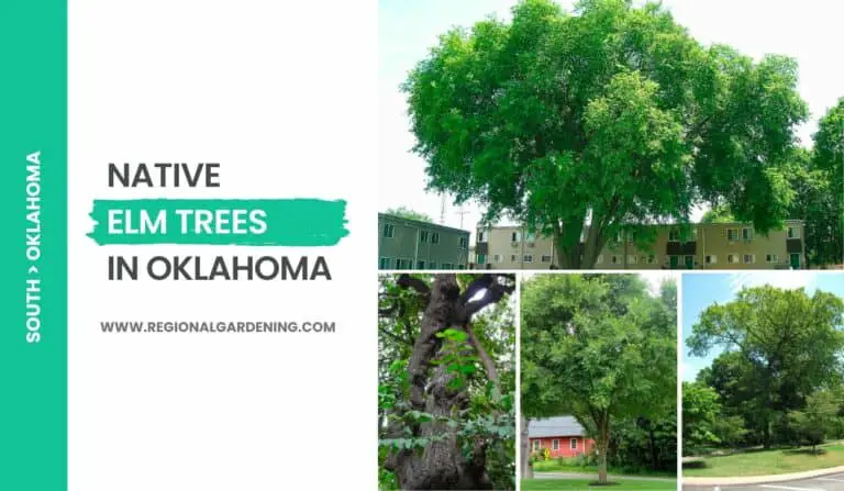 5 Native Elm Trees In Oklahoma (Photos & Identification)
