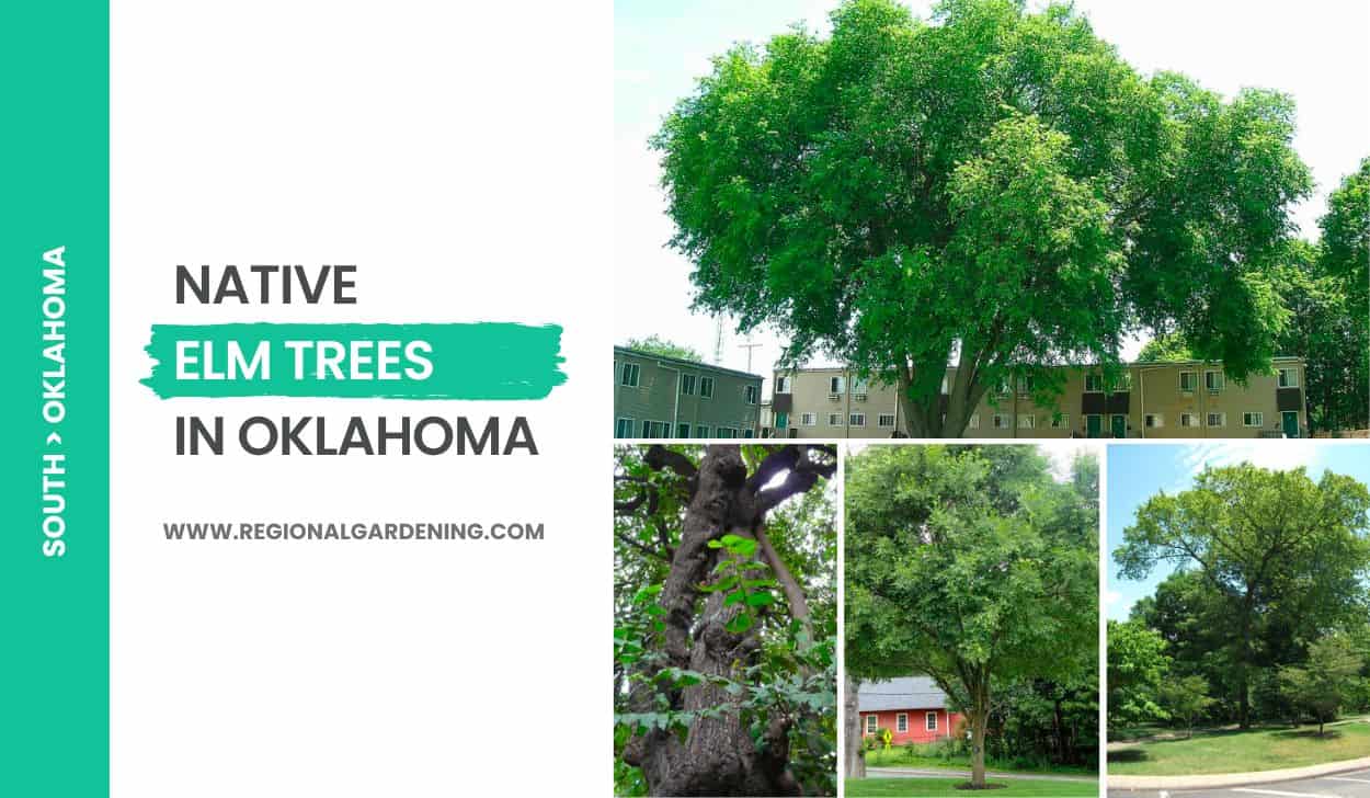 5 Native Elm Trees In Oklahoma (Photos & Identification) - Regional ...