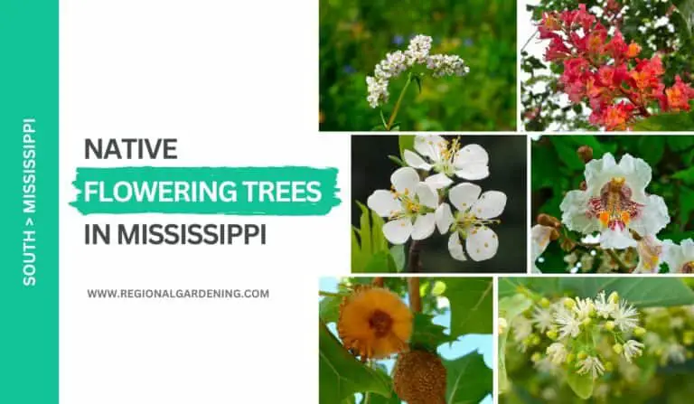 19 Native Flowering Trees In Mississippi (With Photos)