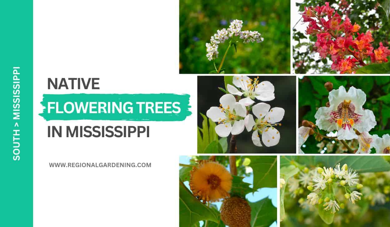 Native Flowering Trees In Mississippi