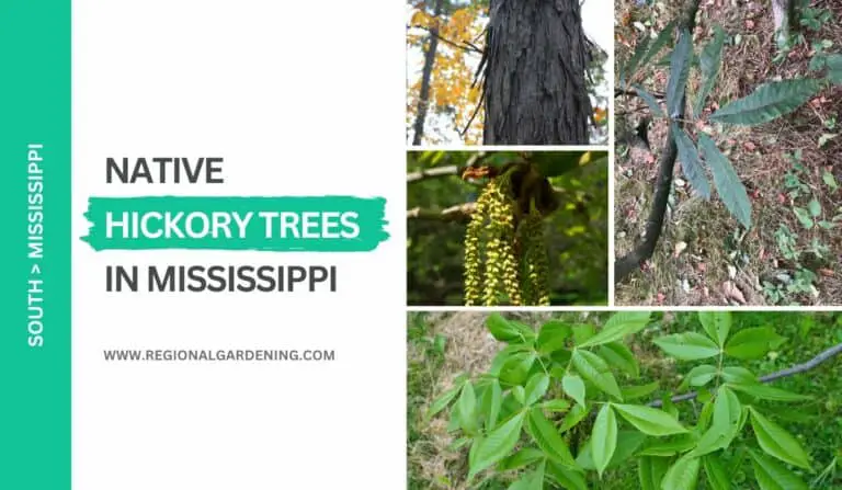 10 Native Hickory Trees In Mississippi (With Photos)