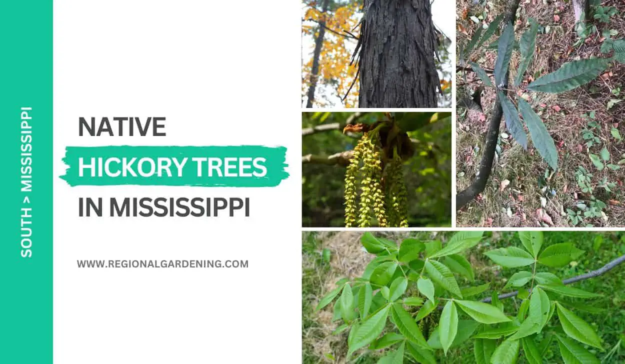 Native Hickory Trees In Mississippi