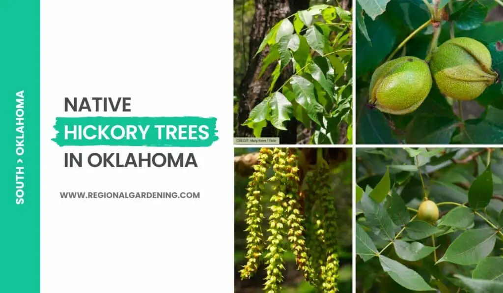 5 Native Hickory Trees In Oklahoma (Photos & Identification) - Regional ...