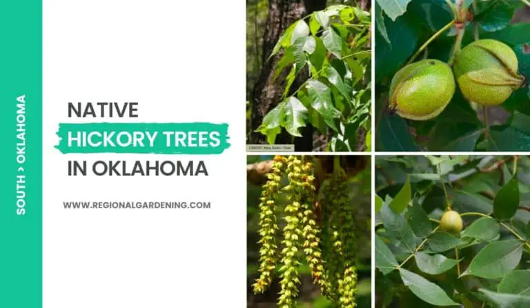 5 Native Hickory Trees In Oklahoma (Photos & Identification)