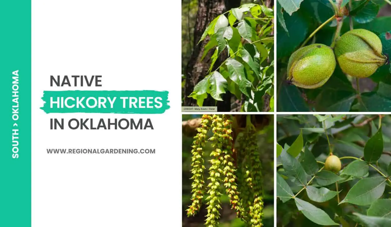 Native Hickory Trees In Oklahoma