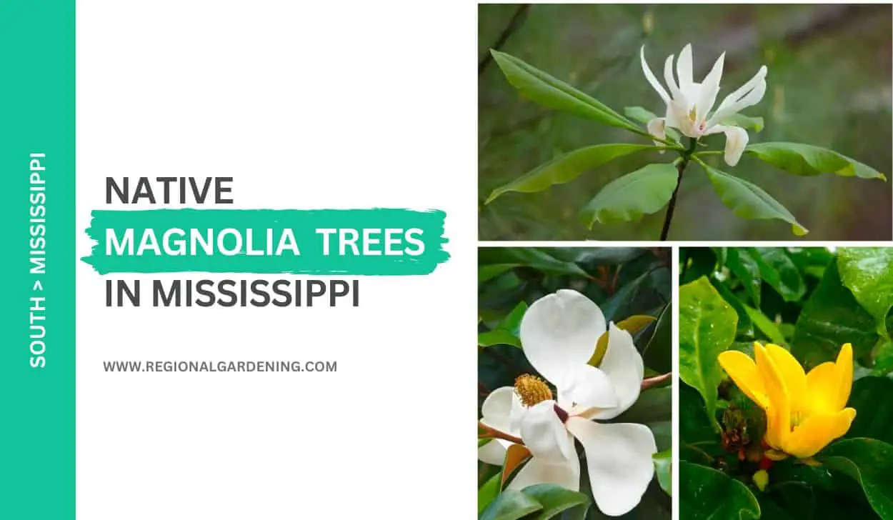 Native Magnolia Trees In Mississippi
