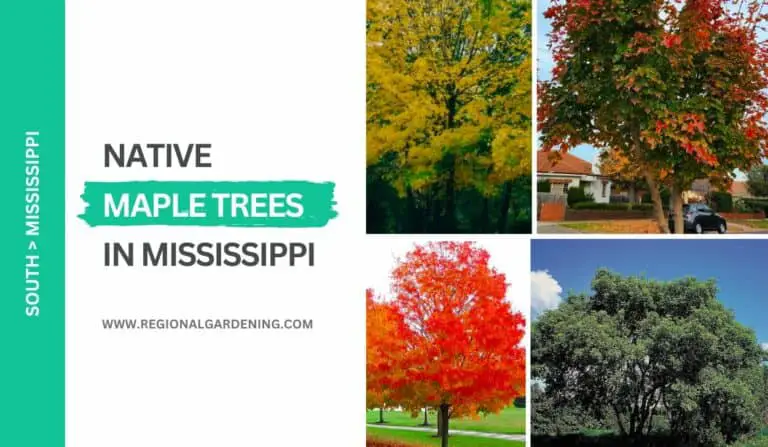 6 Maple Trees In Mississippi (Native Varieties You Must Know)