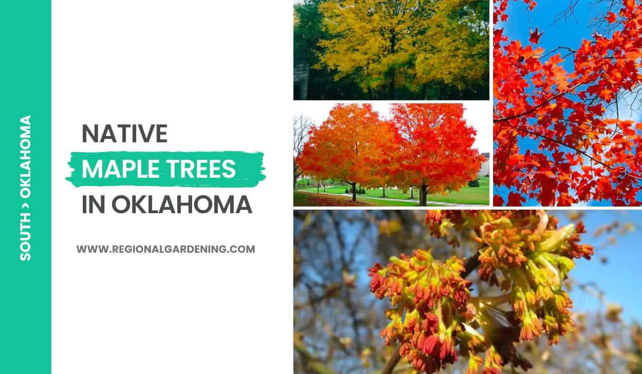 Native Maple Trees In Oklahoma