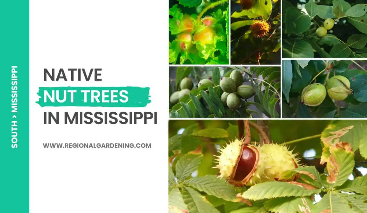Native Nut Trees In Mississippi