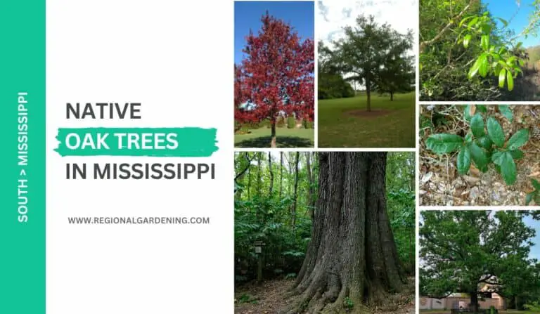 34 Native Oak Trees In Mississippi (Photos & ID Guide)