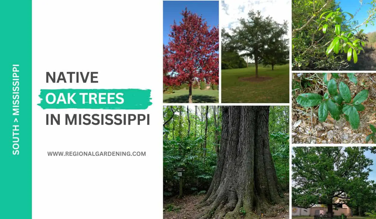 Native Oak Trees In Mississippi