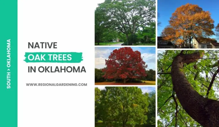 16 Native Oak Trees In Oklahoma (Photos & Identification)