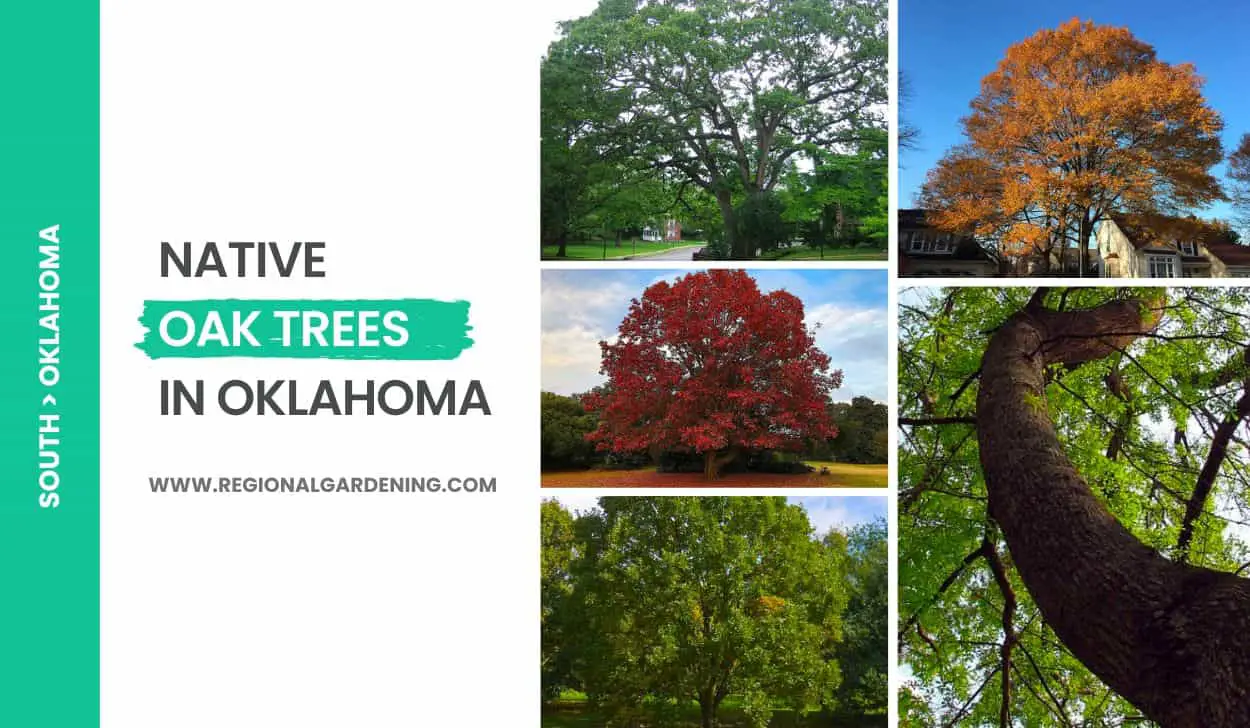 Native Oak Trees In Oklahoma