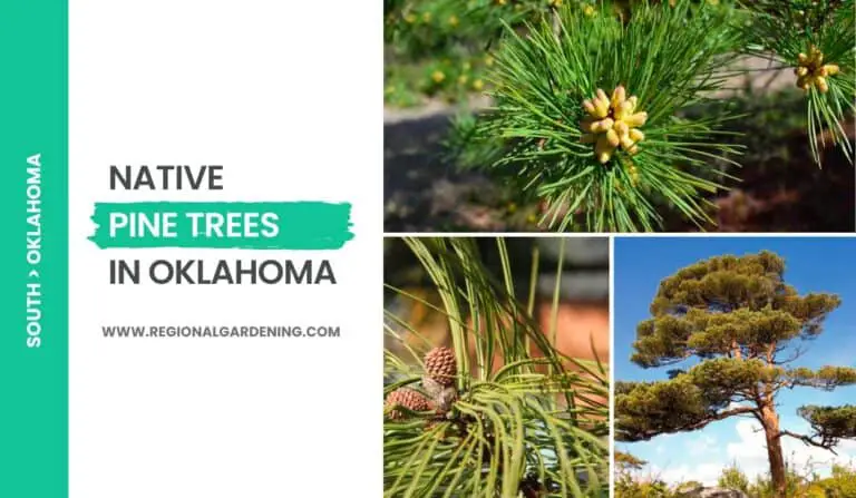 5 Common Pine Trees In Oklahoma (With Photos)