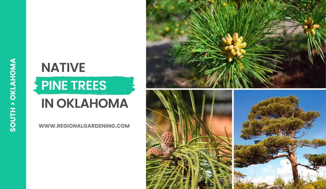 Native Pine Trees In Oklahoma