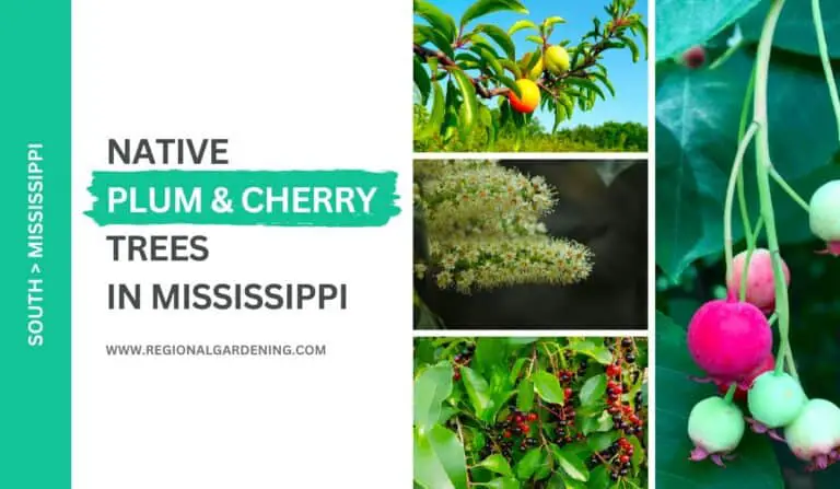 4 Native Plum & Cherry Trees In Mississippi (Photos & Details)