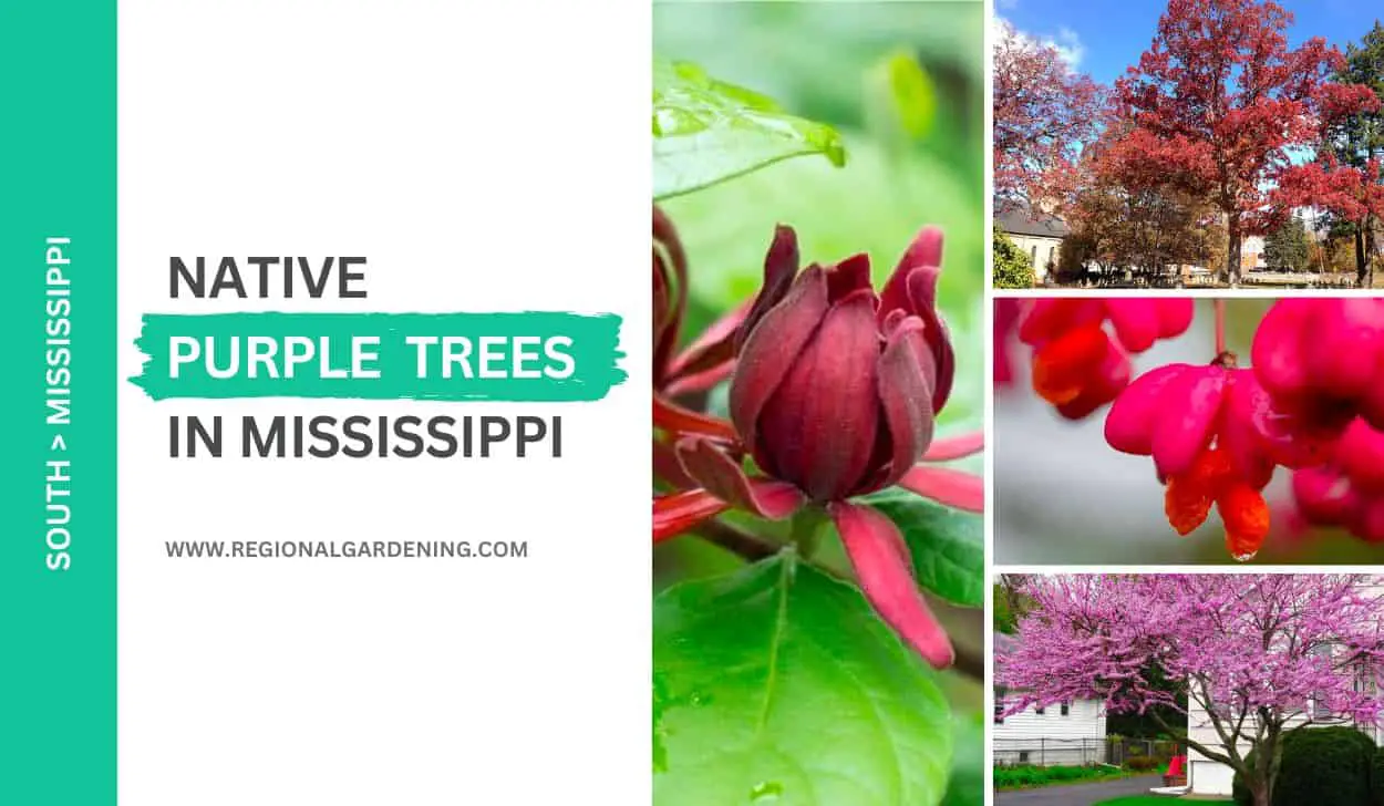 Native Purple Trees In Mississippi