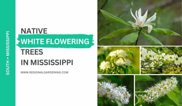 17 White Flowering Trees In Mississippi (Pictures & Care Tips)