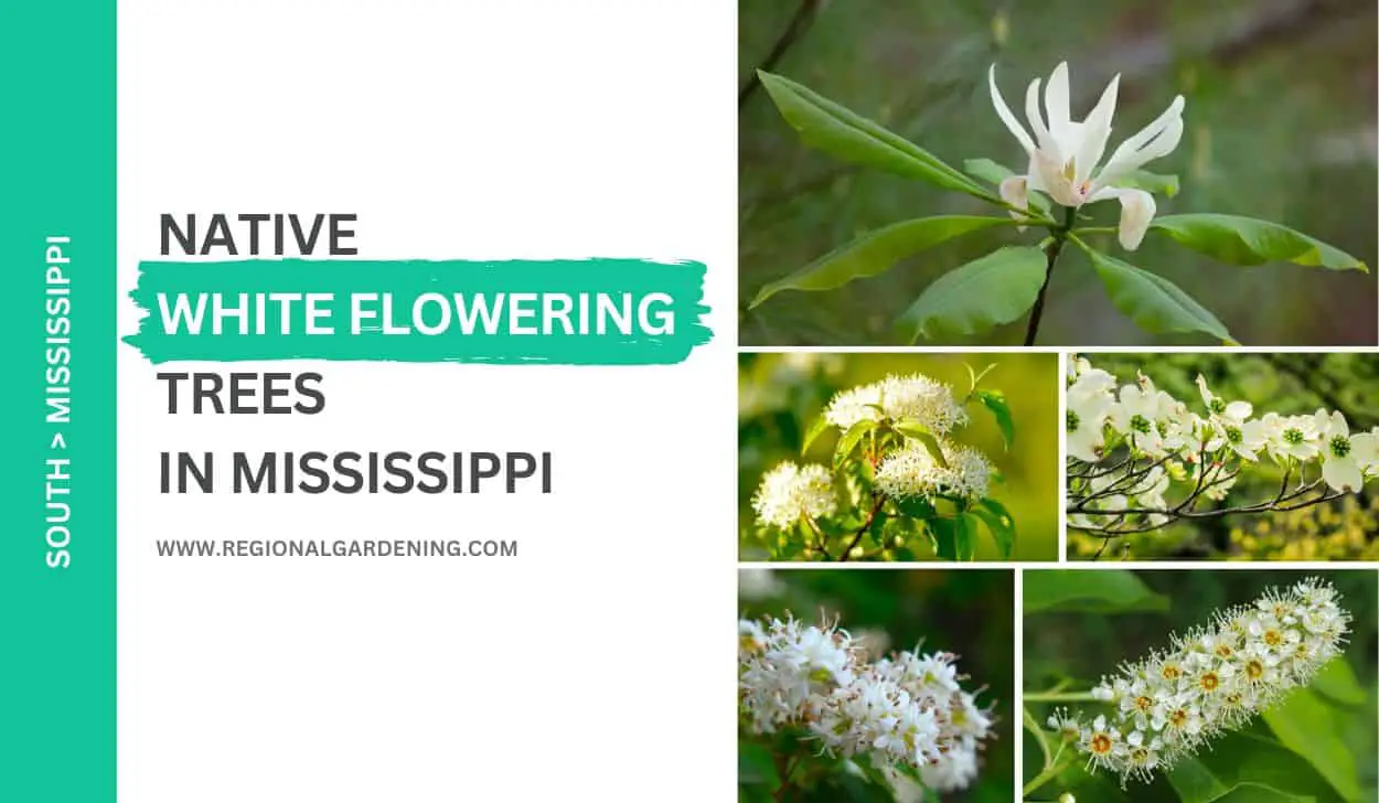 17 White Flowering Trees In Mississippi (Pictures & Care Tips ...