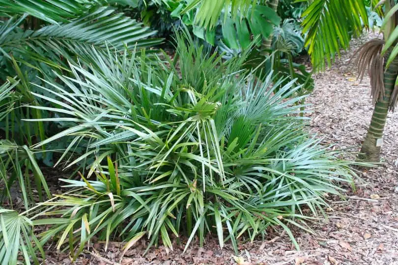 Needle Palm