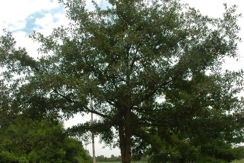 Oglethorpe Oak