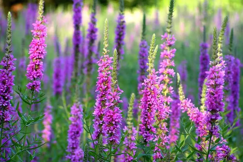 Purple Beardtongue Flower