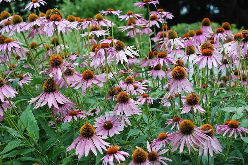 Purple Coneflower