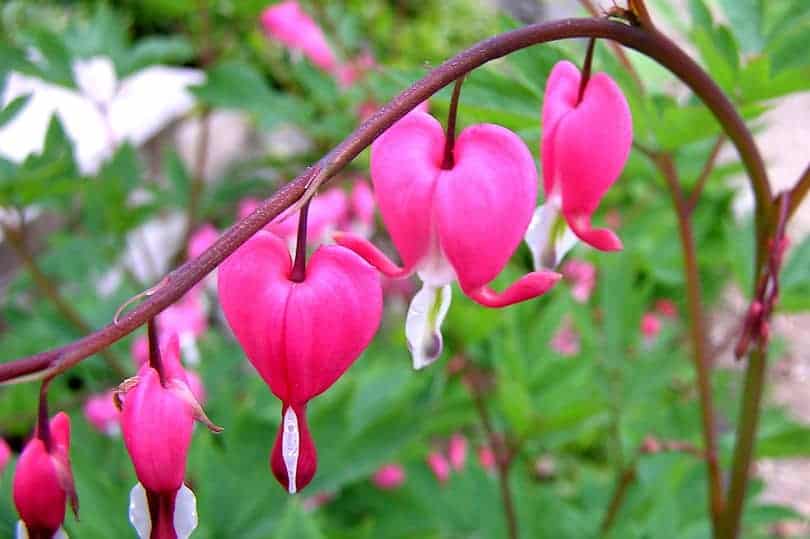 Purple Heart Flower