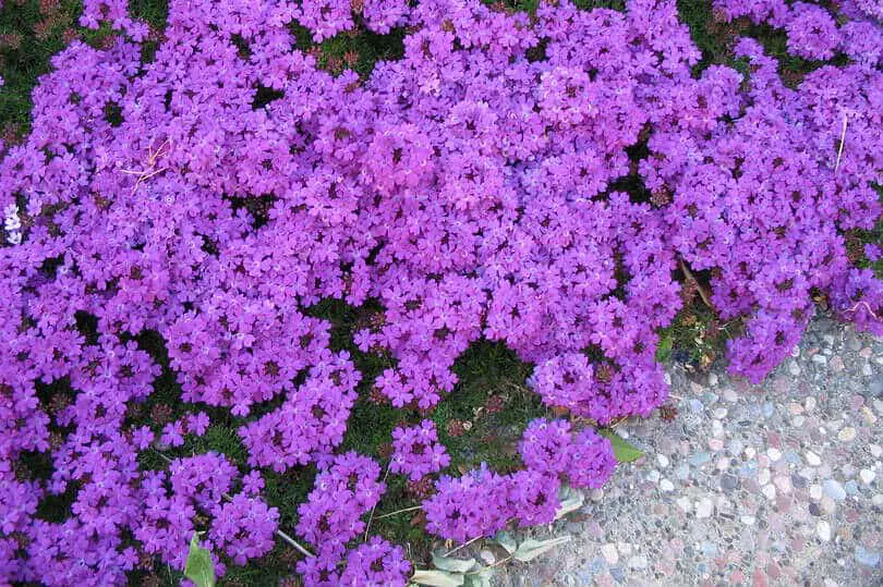 Purple Verbena Flower