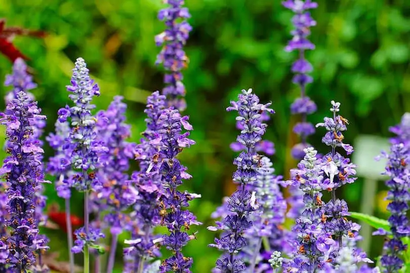 Russian Sage Flowers