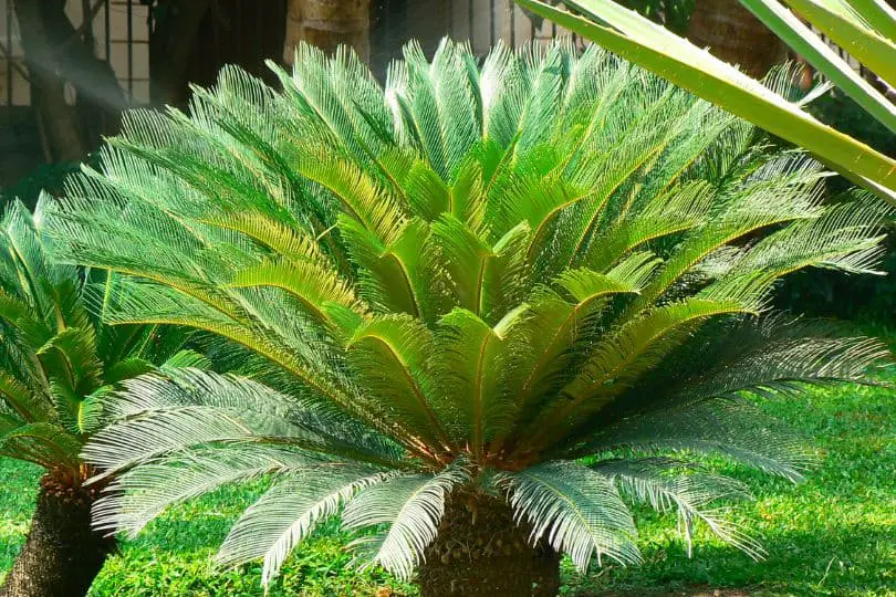 Sago Palm