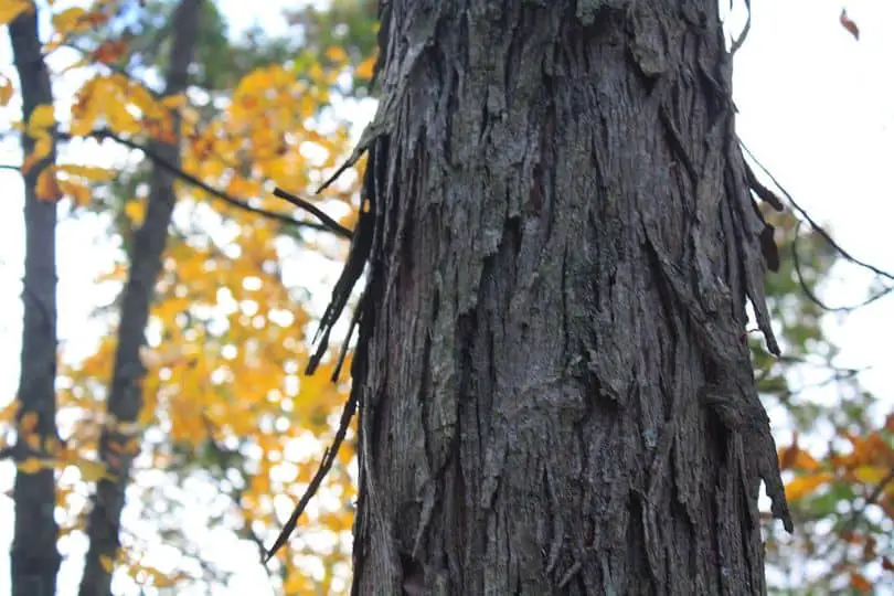 Southern Shagbark Hickory