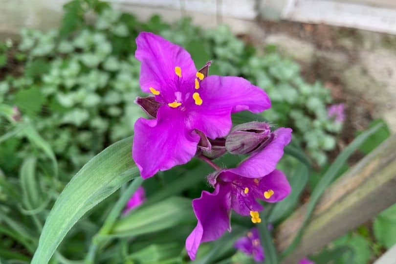 Spiderwort Flowers