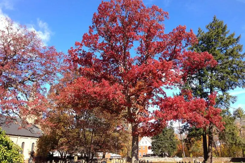 White Oak Autumn