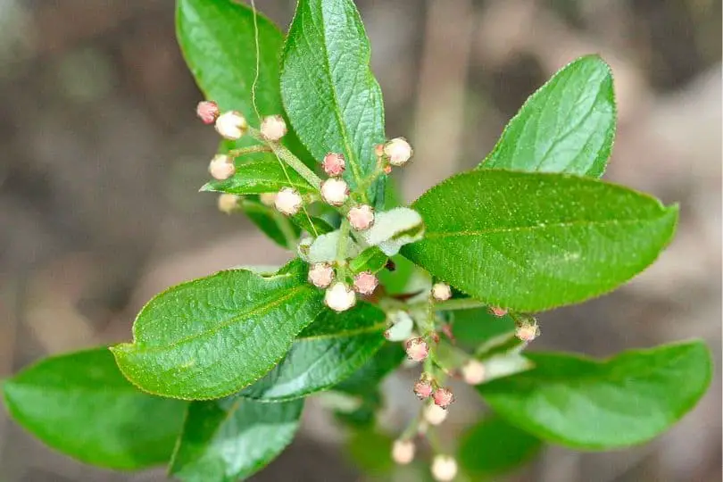 Yaupon Holly Flowers