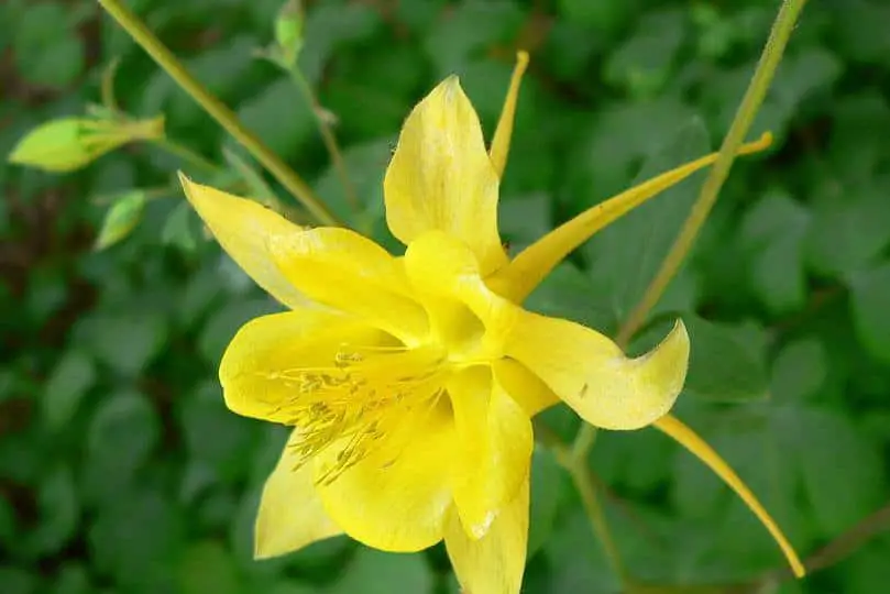 Yellow Columbine Flower