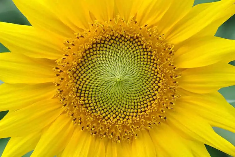 Yellow Sunrose Flower