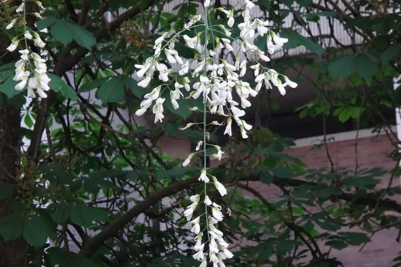 American Yellowwood Flowers