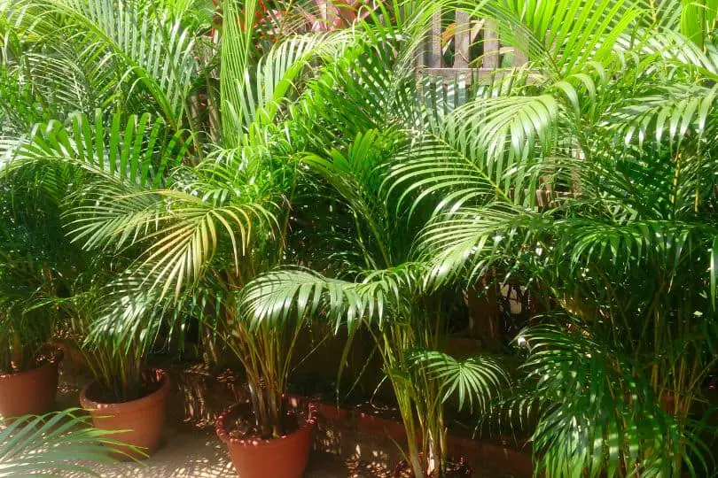 Areca Palm