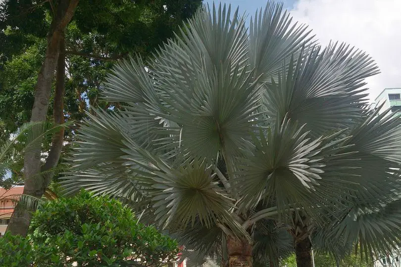 Bismarck Palm