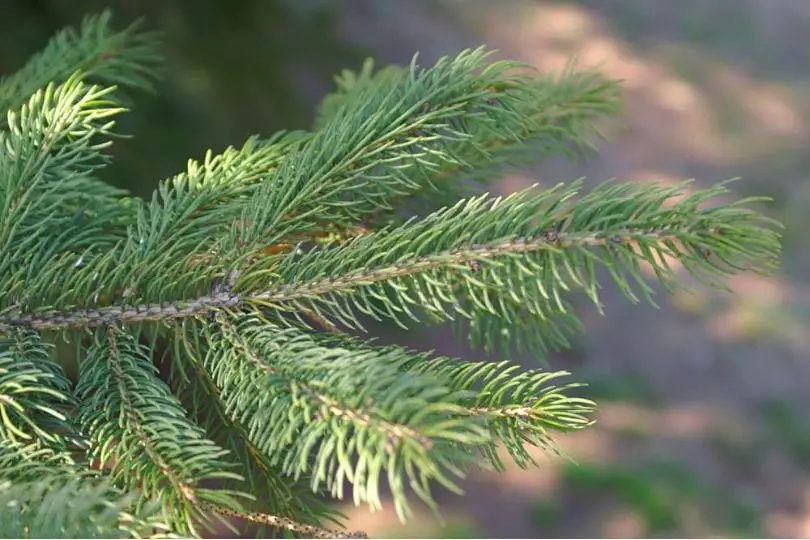 Black Hills Spruce