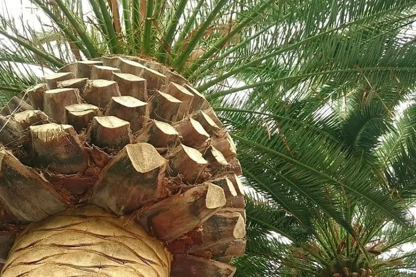 Canary Island Date Palm