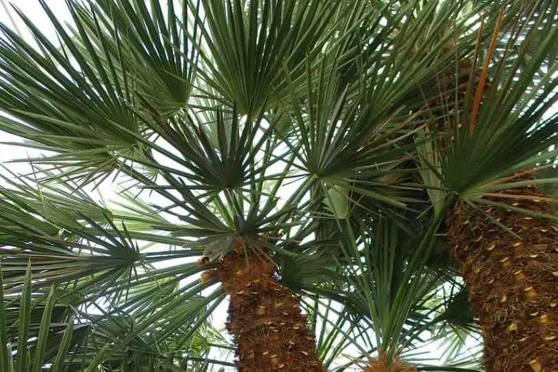 Caranday Palm