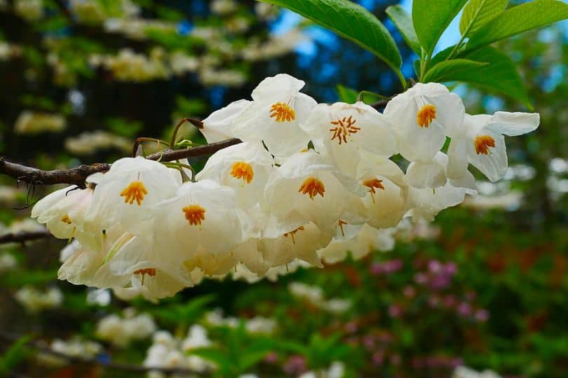 Carolina Silverbell Flowers