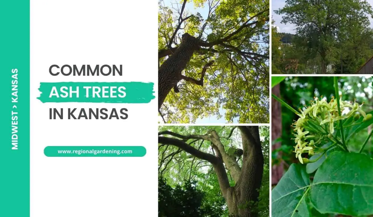 Common Ash Trees In Kansas