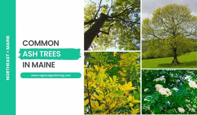 4 Common Ash Trees In Maine (Photos & Details)