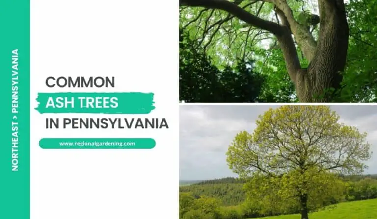 2 Ash Trees In Pennsylvania (Photos & Details)