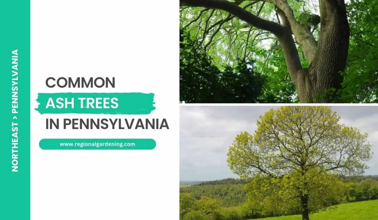 Common Ash Trees In Pennsylvania