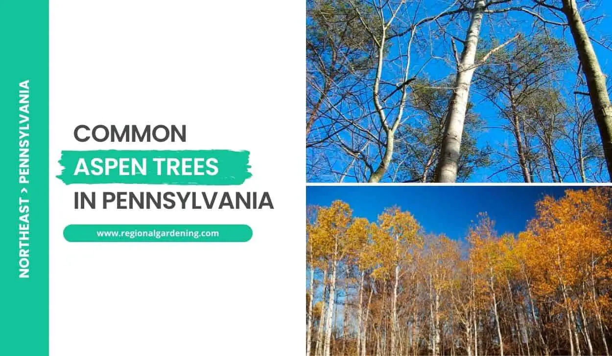 Common Aspen Trees In Pennsylvania