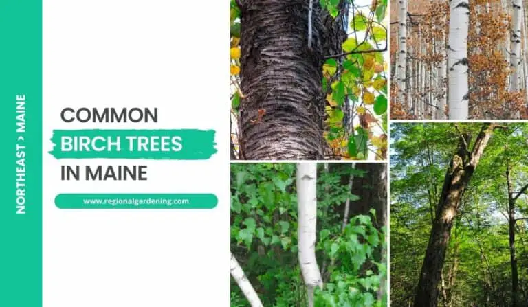 5 Common Birch Trees In Maine (Photos & ID Guide)